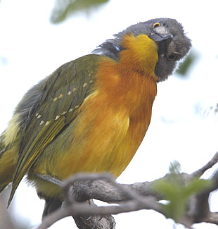 Grey-headed Bush-shrike